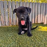 puppy, dog, black_dog, sitting, tongue_out, outdoor, backyard, grass, lawn, wooden_fence, sunlight, portrait, pet, canine, floppy_ears, playful, happy, closeup, garden, tail