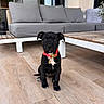 puppy, dog, black_dog, sitting, collar, tag, white_chest, outdoor, patio, deck, wooden_floor, sofa, cushions, coffee_table, home, portrait, pet, canine, front_facing, adorable