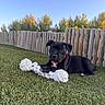 dog, puppy, black_dog, pet, rope_toy, toy, grass, backyard, fence, wooden_fence, outdoor, autumn, trees, blue_sky, red_collar, lying_down, paw, playful, portrait, sunlight