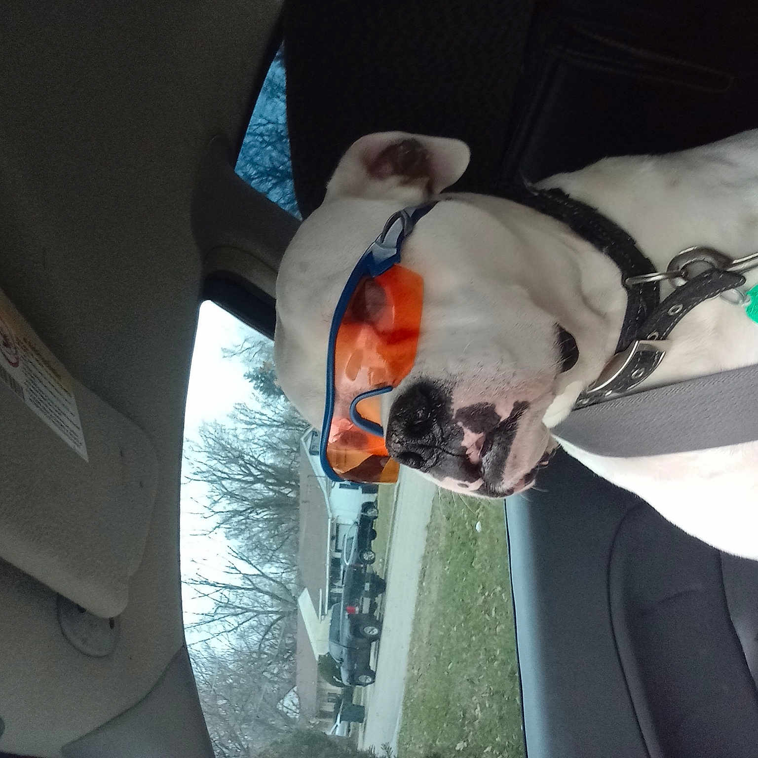 Woodstock is registered to the contest to win money with this photo: auto_part, automotive_design, automotive_exterior, automotive_lighting, carnivore, comfort, dog, dog_breed, elbow, eyewear, family_car, hand, head, plant, sunglasses, vehicle, vehicle_door, window, windshield, wrist
