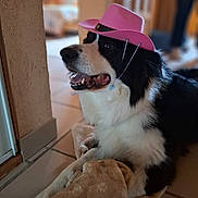 Lookie participe au concours pour gagner de l'argent avec cette photo : dog, black_and_white, cowboy_hat, pink_hat, indoor, blanket, tile_floor, pet, happy, smiling, fur, canine, resting, closeup, domestic_animal, animal, cute, playful, cozy, portrait