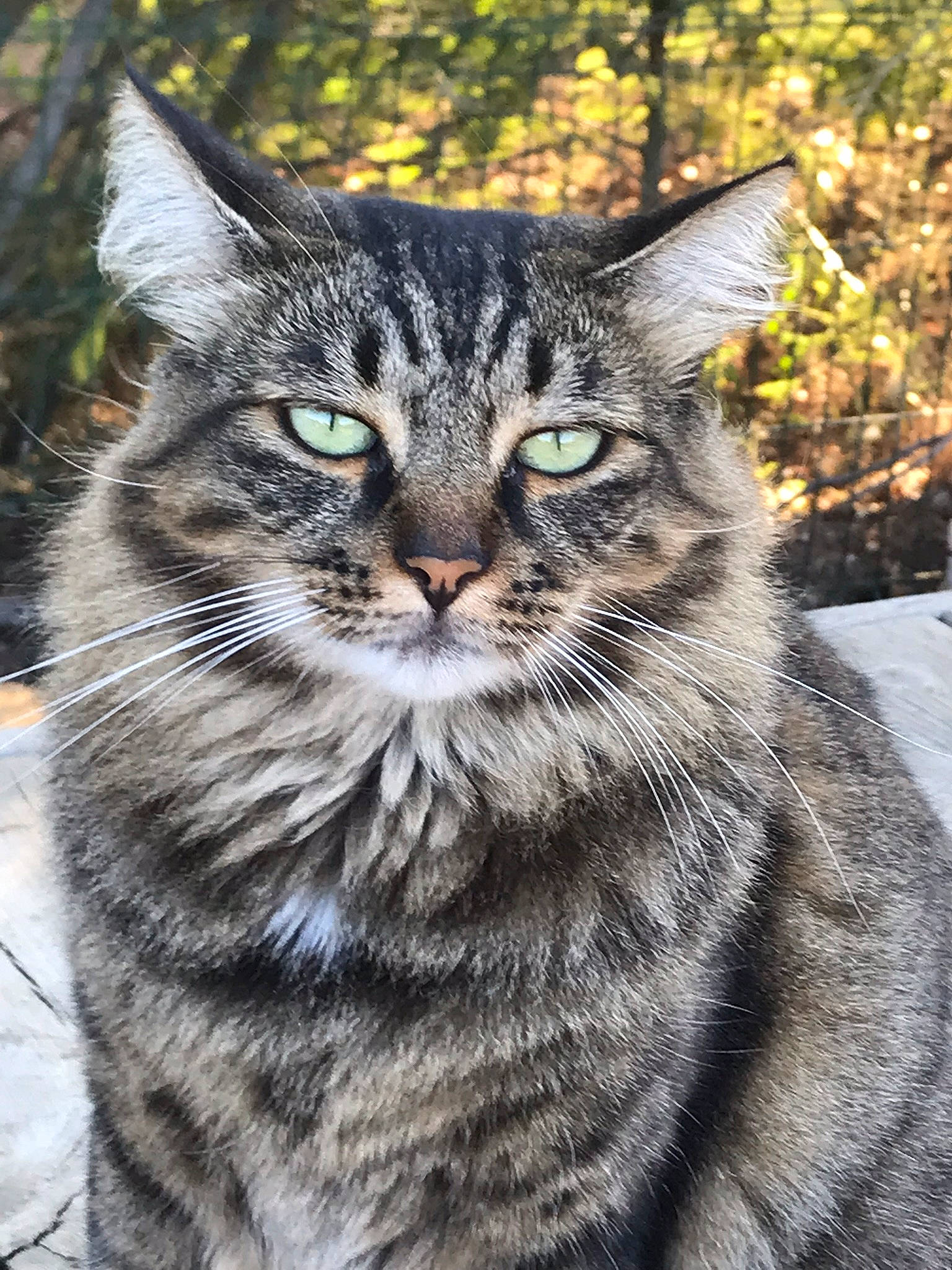 Dona participe au concours pour gagner de l'argent avec cette photo : american_shorthair, asian, asian_semi_longhair, carnivore, cat, domestic_long_haired_cat, domestic_short_haired_cat, dragon_li, european_shorthair, felidae, maine_coon, mammal, norwegian_forest_cat, pixie_bob, siberian, small_to_medium_sized_cats, tabby_cat, vertebrate, whiskers, wild_cat