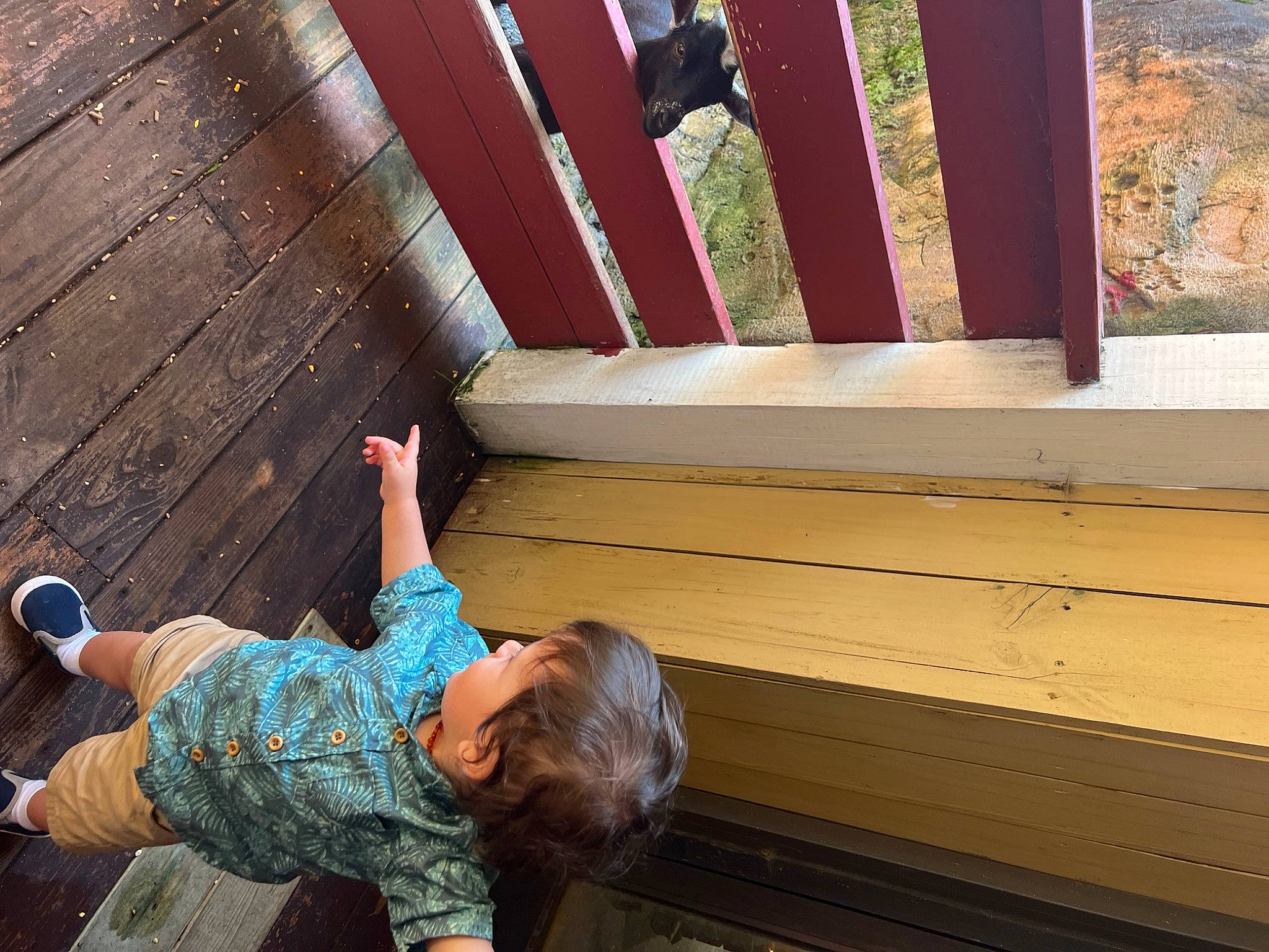 Rey joined the competition — help win amazing prizes! child, elbow, flooring, fun, grass, happy, hardwood, human_leg, leisure, line, person, room, shorts, siding, sitting, t_shirt, thigh, tints_and_shades, toddler, wood