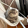 Toad joined the competition — help win amazing prizes! boots, cat, checkered, comfort, cozy, cute, fabric, feline, floor, gray_fur, household, indoor, kitten, pet, resting, sleeping, sling, small, soft, whiskers