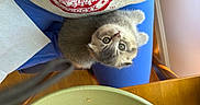 Toad is registered to the contest to win money with this photo: blue_cushion, close_up, cozy, crumbs, curious, cute, domestic_cat, fur, gray_cat, green_plate, indoor, kitten, looking_up, person, pet, red_design, seated, shirt, small_animal, wooden_table