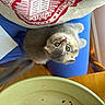blue_cushion, close_up, cozy, crumbs, curious, cute, domestic_cat, fur, gray_cat, green_plate, indoor, kitten, looking_up, person, pet, red_design, seated, shirt, small_animal, wooden_table