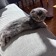 Toad joined the competition — help win amazing prizes! animal, cat, chair, couch, cozy, cute, domestic, feline, gray_fur, indoor, kitten, paws, pet, relaxing, shadow, small, sunlight, texture, window_light, wooden_floor