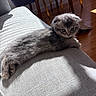 animal, cat, chair, couch, cozy, cute, domestic, feline, gray_fur, indoor, kitten, paws, pet, relaxing, shadow, small, sunlight, texture, window_light, wooden_floor