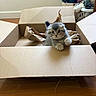 Toad joined the competition — help win amazing prizes! animal, box, cardboard_box, cat, clothes, curious, cute, domestic_cat, floor, furniture, furry, home, indoor, kitten, laundry_basket, pet, playful, small_animal, wood_floor, young_cat