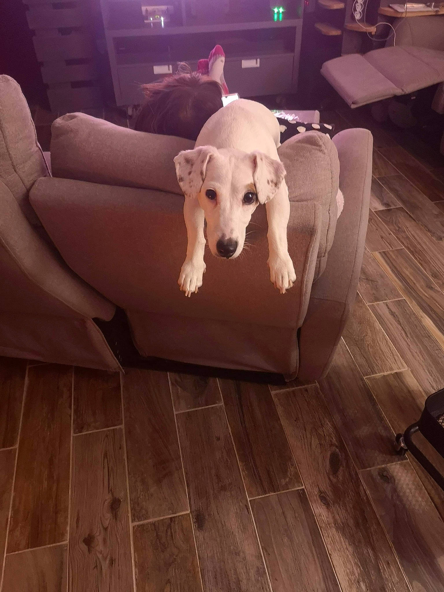 Pakita participe au concours pour gagner de l'argent avec cette photo : carnivore, chair, comfort, companion_dog, couch, dog, dog_breed, fawn, floor, flooring, hardwood, interior_design, laminate_flooring, mammal, plank, tail, vertebrate, wood, wood_stain, working_animal