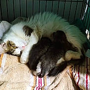 Luna joined the competition — help win amazing prizes! cat, kitten, animal, mother_cat, nursing, cage, towel, striped_towel, fur, sleeping, resting, cozy, cute, pet, mammal, whiskers, paw, tail, indoor, family