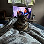 Bean is registered to the contest to win money with this photo: cat, blanket, indoor, television, window, curtains, furniture, plant, living_room, pet, tabby_cat, pattern, couch, relaxing, cozy, home, animal, resting, curious, soft_light