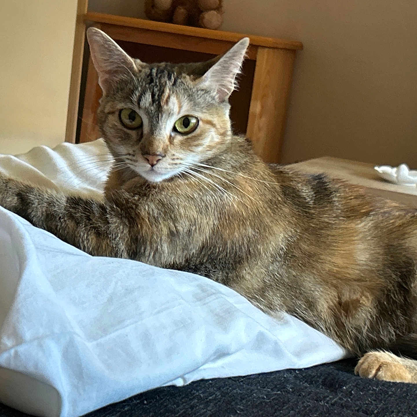 Bean joined the competition — help win amazing prizes! animal, bed, cat, cozy, curious, domestic, feline, fur, home, indoor, looking, pet, pillow, relaxed, resting, sleeping_area, soft_light, tabby_cat, whiskers, wood_furniture