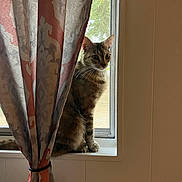 Bean is registered to the contest to win money with this photo: cat, tabby, windowsill, curtain, window, indoor, pet, animal, feline, curious, sitting, looking, natural_light, screen, domestic, whiskers, ears, side_view, quiet, home