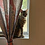 cat, tabby, windowsill, curtain, window, indoor, pet, animal, feline, curious, sitting, looking, natural_light, screen, domestic, whiskers, ears, side_view, quiet, home