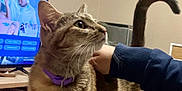 Bean is registered to the contest to win money with this photo: cat, tabby_cat, pet, indoor, person_hand, collar, bed, blanket, television, furniture, curtains, wall, animal, mammal, domestic_animal, looking_up, tail_up, comfort, home, human_interaction