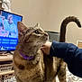 cat, tabby_cat, pet, indoor, person_hand, collar, bed, blanket, television, furniture, curtains, wall, animal, mammal, domestic_animal, looking_up, tail_up, comfort, home, human_interaction