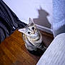 Bean is registered to the contest to win money with this photo: cat, tabby, pet, wooden_floor, shadow, curious, indoor, wall, flooring, animal, feline, looking_up, domestic_cat, cute, whiskers, ears, eyes, shadow_play, light, household