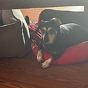 Honeybee joined the competition — help win amazing prizes! dog, pet, sleeping_dog, red_bed, blanket, paws, wood_floor, floor, indoor, cozy, resting, senior_dog, canine, bed, cushion, sunlight, shadow, eyes, portrait, home