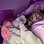 kitten, cat, sleeping, blanket, hand, person, cozy, indoor, soft, purple_light, tabby, resting, comfort, bed, cuddle, nap, feline, warm, closeup, quiet