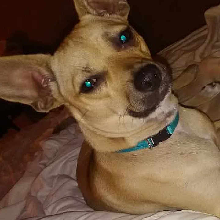 Darla