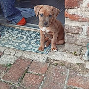 Atlas participe au concours pour gagner de l'argent avec cette photo : puppy, dog, brown_dog, cute, sitting, doorstep, brick_wall, patterned_mat, tile_floor, person, jeans, orange_shoe, outdoor, young_dog, pet, animal, small_dog, curious, looking, domestic