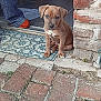 puppy, dog, brown_dog, cute, sitting, doorstep, brick_wall, patterned_mat, tile_floor, person, jeans, orange_shoe, outdoor, young_dog, pet, animal, small_dog, curious, looking, domestic