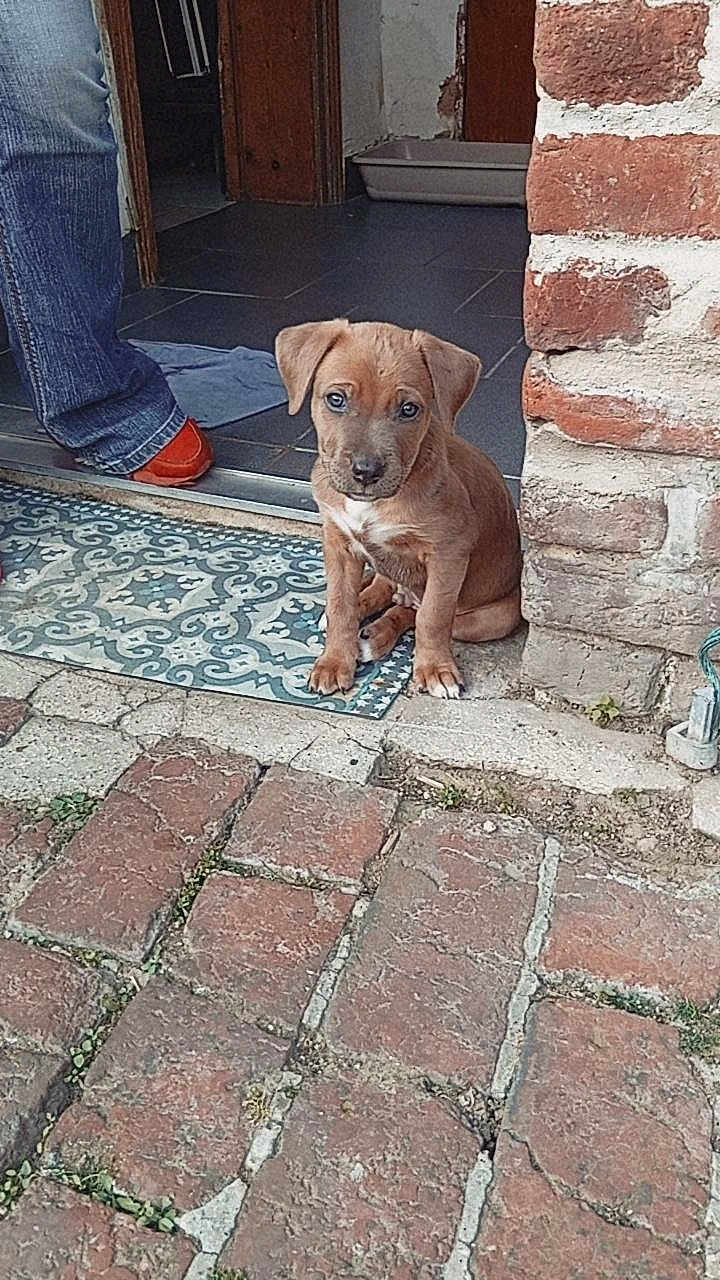 Atlas