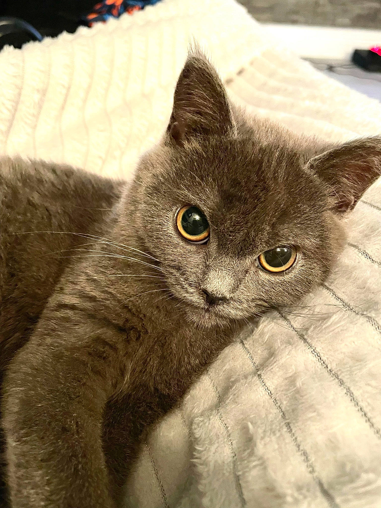 Muezza is registered to the contest to win money with this photo: carnivore, cat, chartreux, claw, comfort, domestic_short_haired_cat, felidae, fur, grey, russian_blue, small_to_medium_sized_cats, snout, terrestrial_animal, whiskers