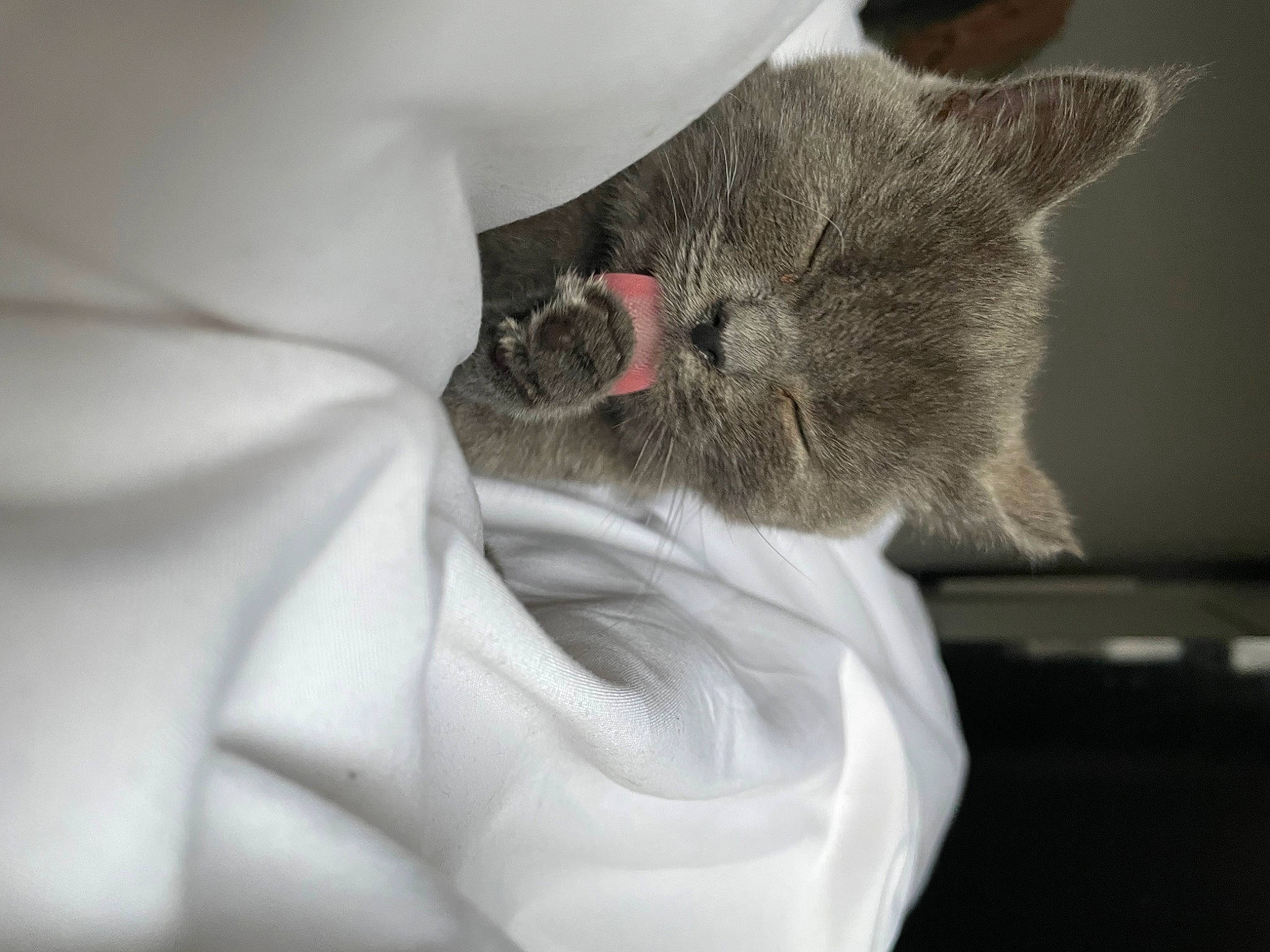 Muezza joined the competition — help win amazing prizes! carnivore, cat, claw, comfort, domestic_short_haired_cat, ear, eye, fawn, felidae, fur, gesture, grey, leg, monochrome_photography, nap, paw, small_to_medium_sized_cats, snout, tail, whiskers