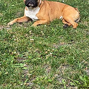 Rio a rejoint le concours — aidez-le/la à gagner de superbes lots ! animal, backyard, boxer, bulldog, canine, dog, field, frenchbulldog, grass, grassland, green, lawn, nature, outdoors, pet, plant, puppy, soil, vegetation, yard