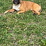 animal, backyard, boxer, bulldog, canine, dog, field, frenchbulldog, grass, grassland, green, lawn, nature, outdoors, pet, plant, puppy, soil, vegetation, yard