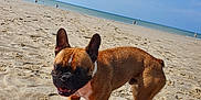Rio participe au concours pour gagner de l'argent avec cette photo : animal, beach, boxer, bulldog, canine, coast, dog, frenchbulldog, nature, outdoors, person, pet, pitbull, puppy, sea, shoreline, sky, soil, summer, water