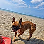 animal, beach, boxer, bulldog, canine, coast, dog, frenchbulldog, nature, outdoors, person, pet, pitbull, puppy, sea, shoreline, sky, soil, summer, water
