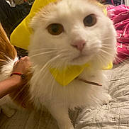 Mila is registered to the contest to win money with this photo: animal, bed, cat, closeup, collar, cozy, curious, cute, domestic, feline, fluffy, hand, indoor, orange_cat, paw, pet, quilt, whiskers, white_cat, yellow