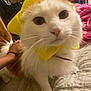 animal, bed, cat, closeup, collar, cozy, curious, cute, domestic, feline, fluffy, hand, indoor, orange_cat, paw, pet, quilt, whiskers, white_cat, yellow