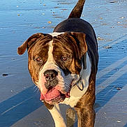 Saiyan a rejoint le concours — aidez-le/la à gagner de superbes lots ! dog, canine, beach, sand, wet_surface, sunlight, outdoor, animal, pet, walking, tongue_out, ears, brown_coat, white_markings, collar, shadow, shells, water_reflection, daytime, nature