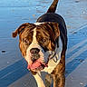 dog, canine, beach, sand, wet_surface, sunlight, outdoor, animal, pet, walking, tongue_out, ears, brown_coat, white_markings, collar, shadow, shells, water_reflection, daytime, nature