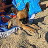 puppy, dog, sand, beach, towel, bag, person, sunlight, shadow, ears, chewing, toy, colorful, relaxing, outdoor, summer, small_dog, canine, closeup, lying_down