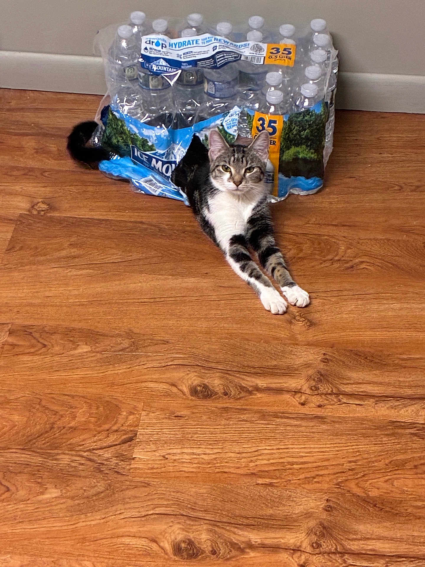 Luna is registered to the contest to win money with this photo: animal, bottled_water, cat, container, domestic_cat, drink, flooring, fur, home, indoor, looking, paws, pet, plastic_packaging, relaxed, still_life, stretching, tabby_cat, whiskers, wooden_floor