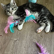 Luna is registered to the contest to win money with this photo: kitten, cat, toy, feathers, floor, wooden_floor, playful, pet, animal, cute, fur, paw, pink, blue, purple, indoor, young, small, whiskers, resting