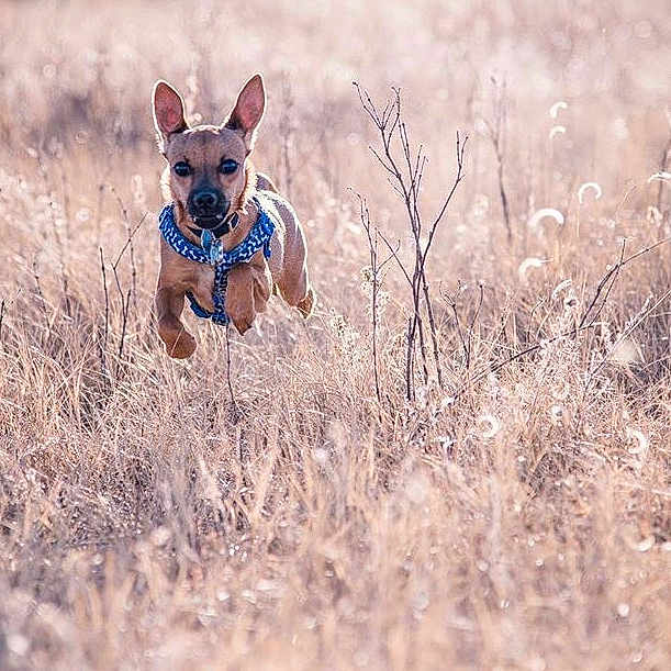 Skeeter is registered to the contest to win money with this photo: canidae, carnivore, dog, dog_breed, fawn, german_shepherd_dog, grass, grass_family, hunting_dog, mammal, pariah_dog, sporting_group, vertebrate, wildlife, working_dog