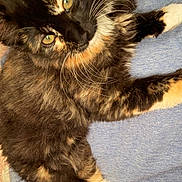 Binx is registered to the contest to win money with this photo: cat, tortoiseshell, fluffy, yellow_eyes, white_paws, fur, pet, lying_down, indoor, blanket, soft_texture, cute, whiskers, closeup, relaxed, animal, mammal, feline, domestic_cat, resting