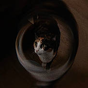Kali a rejoint le concours — aidez-le/la à gagner de superbes lots ! animal, calico, cat, closeup, curious, dark_background, domestic_animal, eyes, floor, fur, glass, indoor, light, looking_up, mammal, pet, portrait, reflection, shadow, whiskers