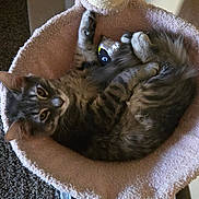 Meeko joined the competition — help win amazing prizes! animal, carpet, cat, cat_hammock, claws, cozy, curious, ears, feline, fur, home, indoor, pet, plush, resting, scratching_post, tabby, tail, toy, whiskers