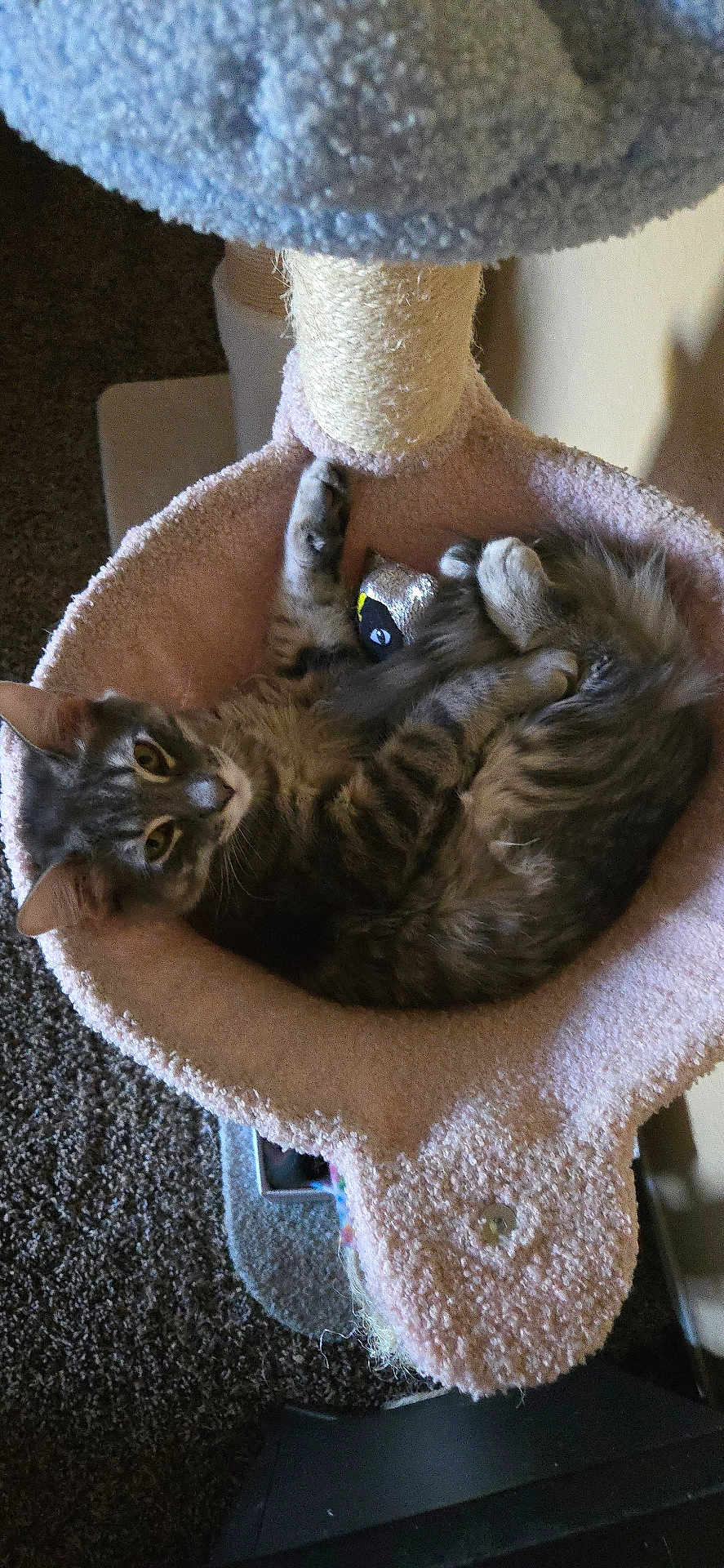 Meeko