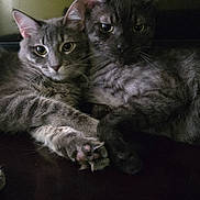 Meeko Fabio is registered to the contest to win money with this photo: animal, cat, close_up, companion, cozy, cute, dark, eyes, feline, friendship, fur, indoor, mammal, pets, relaxing, shadow, snuggling, table, two_cats, whiskers