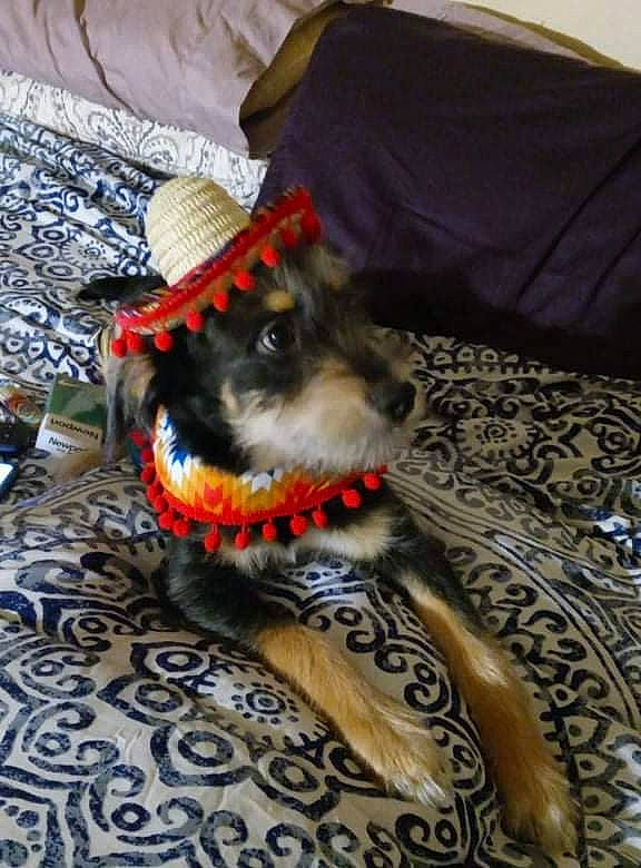 Scobby is registered to the contest to win money with this photo: carnivore, comfort, companion_dog, couch, dog, dog_breed, dog_clothes, dog_supply, fawn, felidae, furniture, schnauzer, small_to_medium_sized_cats, snout, sporting_group, standard_schnauzer, tail, terrier, toy_dog, whiskers