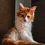 animal, carpet, cat, cozy, curious, cute, ears, feline, fluffy, fur, home, indoor, kitten, orange, pet, sitting, tail, whiskers, white, young