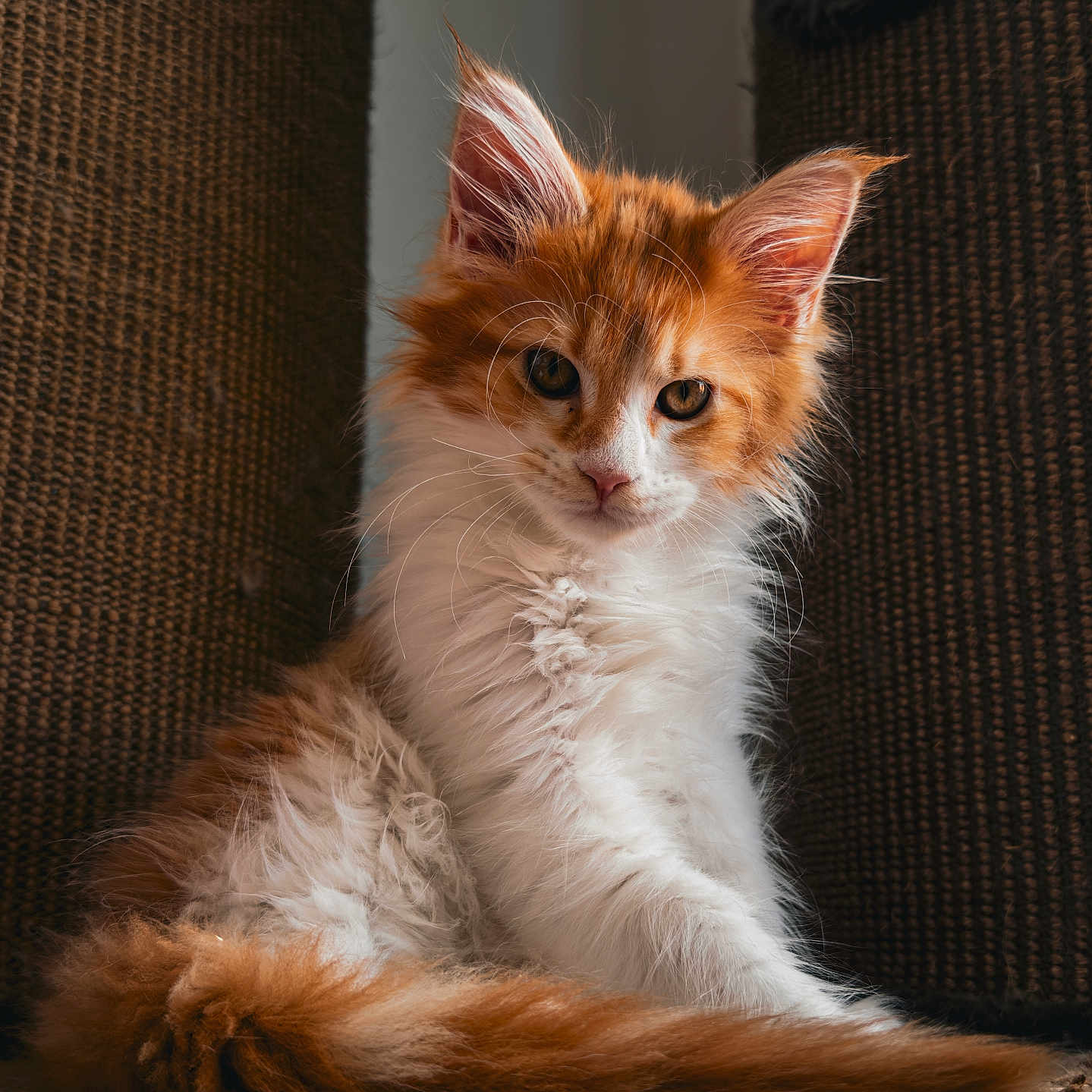 Aslan participe au concours pour gagner de l'argent avec cette photo : animal, carpet, cat, cozy, curious, cute, ears, feline, fluffy, fur, home, indoor, kitten, orange, pet, sitting, tail, whiskers, white, young